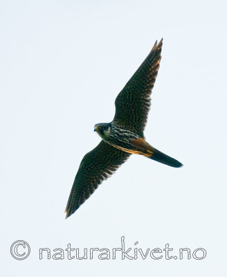 BB 09 0210 / Falco subbuteo / Lerkefalk